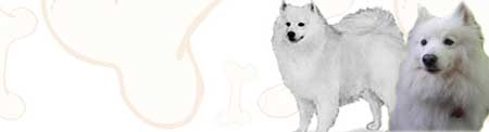 American Eskimo image