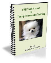 how to take care of a teacup pomeranian teacup pomeranian tips for teacup pomeranian breeds how to take care of a teacup pomeranian teacup pomeranian tips for teacup pomeranian breeds