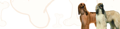Afghan Hound image