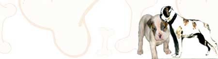 American BullDog image