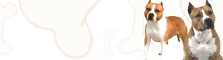 American Staffordshire Terrier image