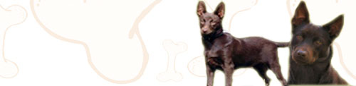 Australian Kelpie image