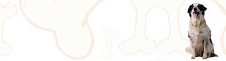 Bearded Collie image