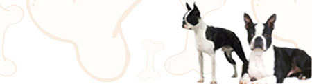 Boston Terrier image