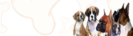 Boxer image