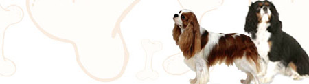 Cavalier King Charles Spaniel image
