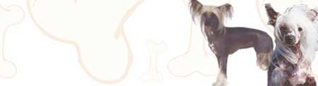 Chinese Crested image