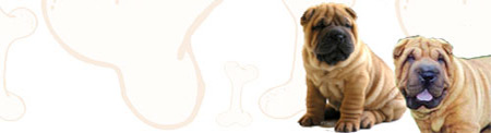 Chinese Shar-Pei image