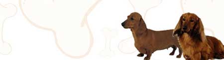 Dachshund image
