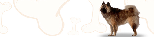 Eurasier image