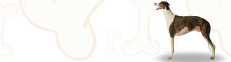 GreyHound image