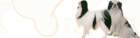 Japanese Chin image