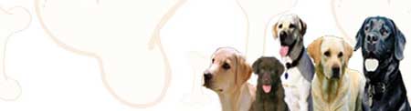 Labrador Retriever image