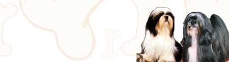 Lhasa Apso image