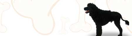 Portuguese Water Dog image
