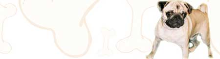 are pugs to potty potty for toddlers are pugs to potty potty for toddlers