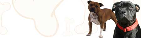 Staffordshire Bull Terrier image