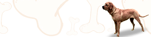 Tosa Inu image