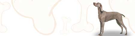 Weimaraner image