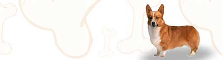 Pembroke Welsh Corgi image