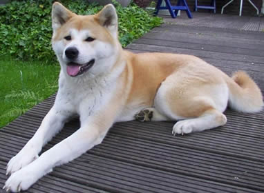 Akita Tongue