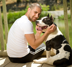 American Staffordshire Terrier Training: Learn All About Training 