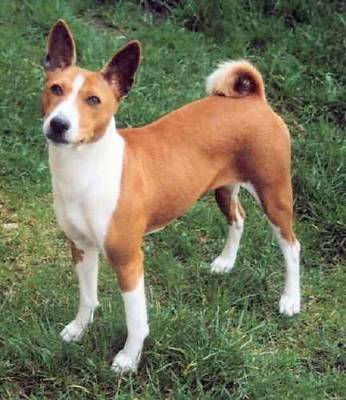 Basenji Dog