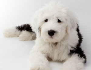 Old English Sheepdogs are different , but you knew that anyway didn't 