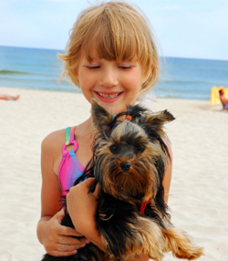 best way to house a yorkie puppy teacup terrier learn all about teacup terriers best way to house a yorkie puppy teacup terrier learn all about teacup terriers