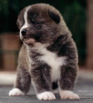 akita%20pup.jpg