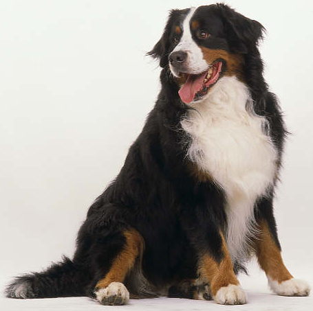 bernesemountaindog4.jpg