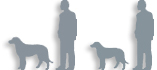 Medium+dog+breeds+list+with+pictures