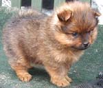 Purebred pomeranian puppies for sale vic