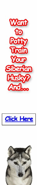 Free Training Course for Siberian Huskys - Turn your Siberian Husky into an obedient dog soon