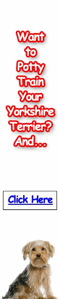Free Training Course for Yorkshire Terriers - Turn your Yorkie into an obedient dog soon