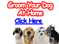 Train Pet Dog - Dog Grooming