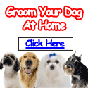 Train Pet Dog - Dog Grooming