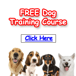 Turn your dog into an obedient pet - Free Dog Training Course. Sign up now.