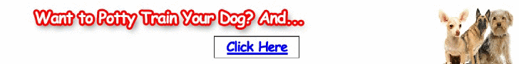 Turn your dog into an obedient pet - Free Dog Training Course. Sign up now.