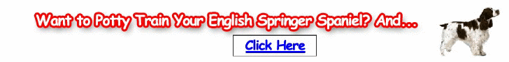 Free Training Course for English Springer Spaniels - Turn your Springer Spaniel into an obedient dog soon
