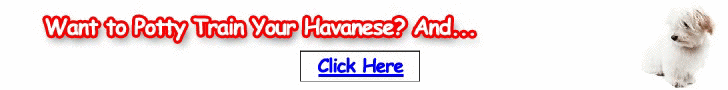 Free Training Course for Havanese - Turn your Havanese into an obedient dog soon