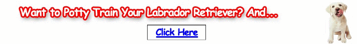 Free Training Course for Labrador Retrievers - Turn your Labrador into an obedient dog soon