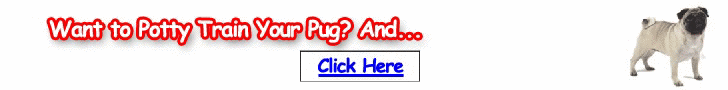 Free Training Course for Pugs - Turn your Pug into an obedient dog soon