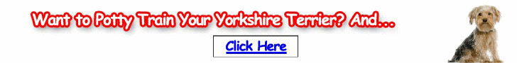 Free Training Course for Yorkshire Terriers - Turn your Yorkie into an obedient dog soon