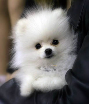 spitz pomeranian teacup