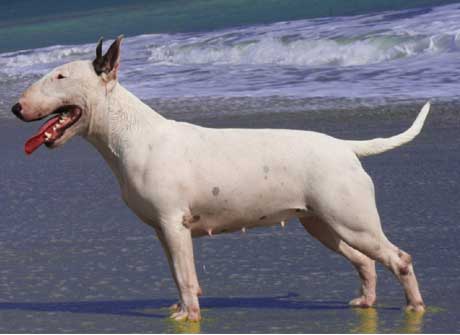 bull terrier training