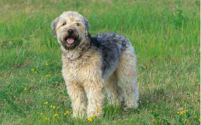 wheaten terrier puppy biting