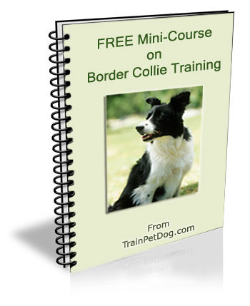 border collie training school