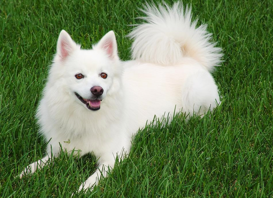 American Eskimo Training Learn All About Training American Eskimos