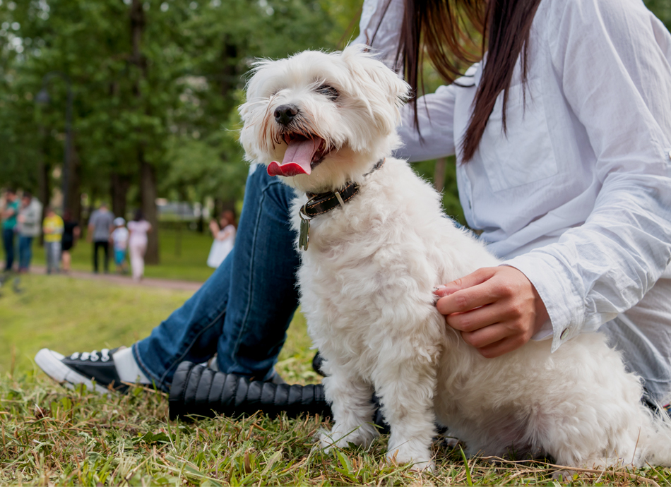 Dog with lovers